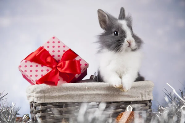 Lustige Hasen und Weihnachten Hintergrund — Stockfoto