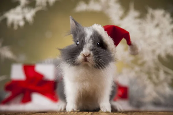 Coelho engraçado e fundo de Natal — Fotografia de Stock