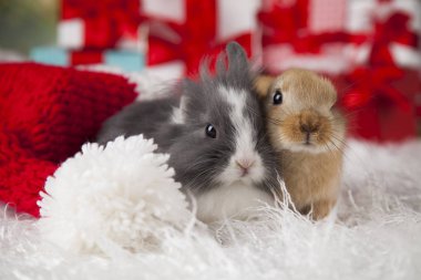 tatlı Bunny tavşan ile