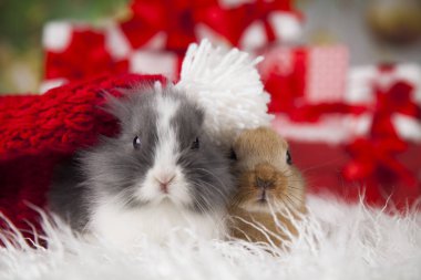 tatlı Bunny tavşan ile