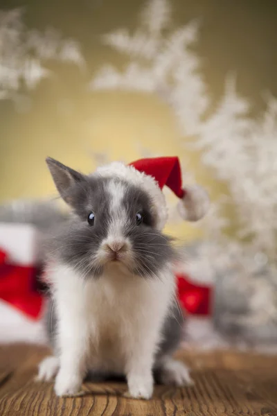 Різдво кролик в капелюсі Санта — стокове фото