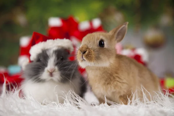 Carino coniglietto con coniglio — Foto Stock
