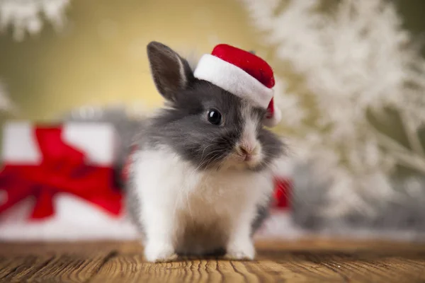 Funny bunny och jul bakgrund — Stockfoto