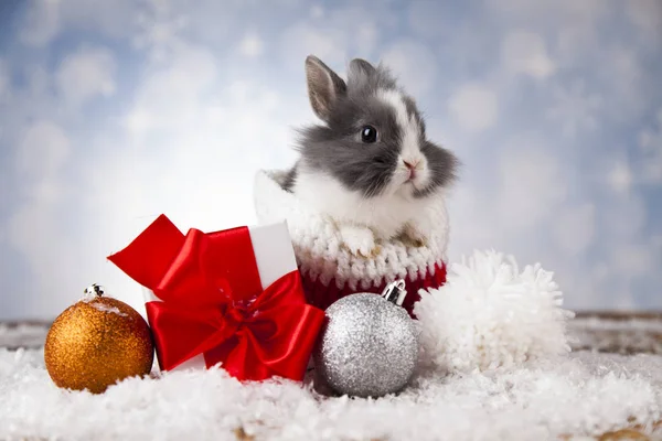 Coelho engraçado e fundo de Natal — Fotografia de Stock