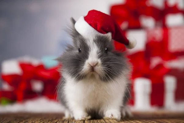 Jul bunny i santa hatt — Stockfoto