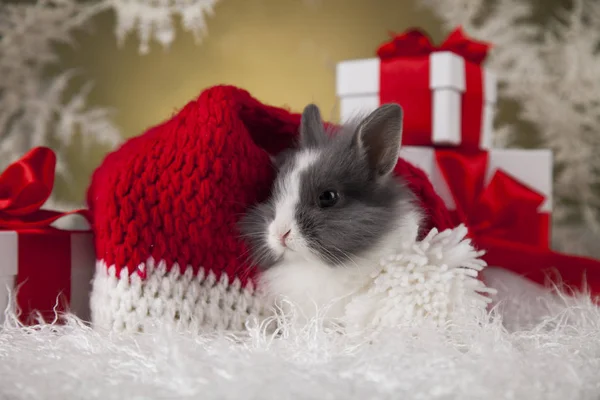 Funny bunny och jul bakgrund — Stockfoto