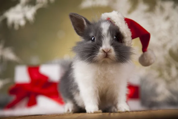 Coniglietto divertente e sfondo di Natale — Foto Stock