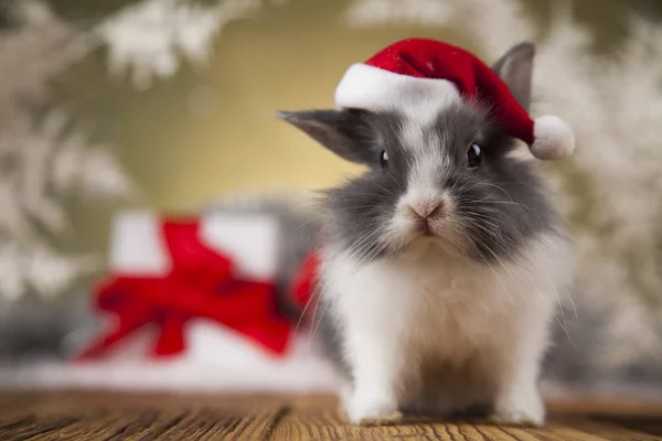 Natale Coniglietto in cappello di Babbo Natale — Foto Stock