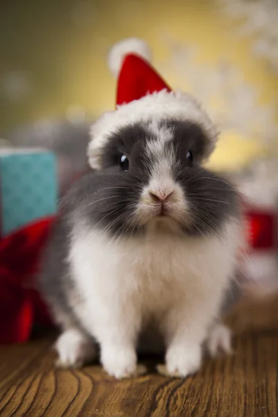 Jul bunny i santa hatt — Stockfoto