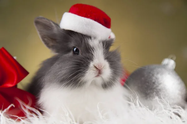 Funny bunny a Vánoční pozadí — Stock fotografie
