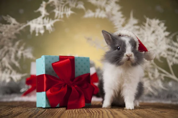 Lapin drôle et fond de Noël — Photo