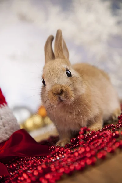 Zabawny królik i tło Boże Narodzenie — Zdjęcie stockowe