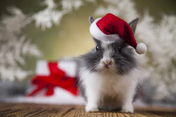 Funny bunny och jul bakgrund — Stockfoto