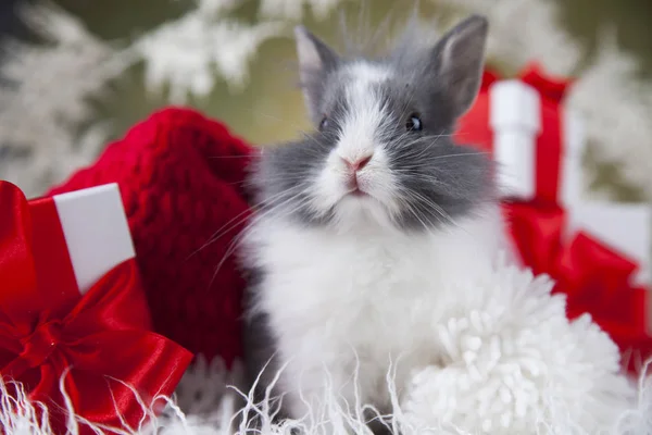 Coniglietto divertente e sfondo di Natale — Foto Stock