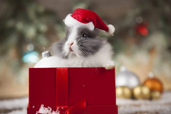Забавный кролик и рождественский фон — стоковое фото