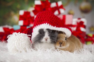 tatlı Bunny tavşan ile