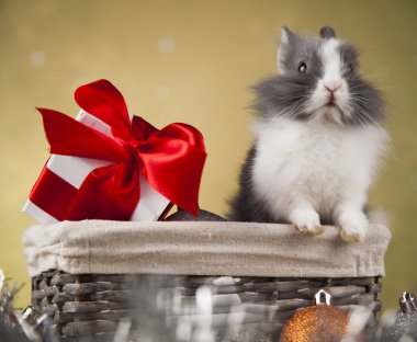 Tatil Noel tavşanına da Noel Baba şapkası 