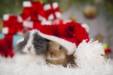 tatlı Bunny tavşan ile