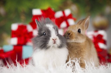 tatlı Bunny tavşan ile