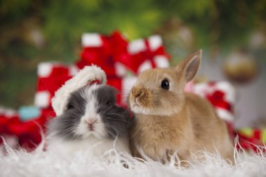 tatlı Bunny tavşan ile