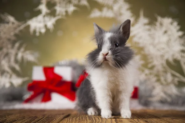 Coniglietto divertente e sfondo di Natale — Foto Stock