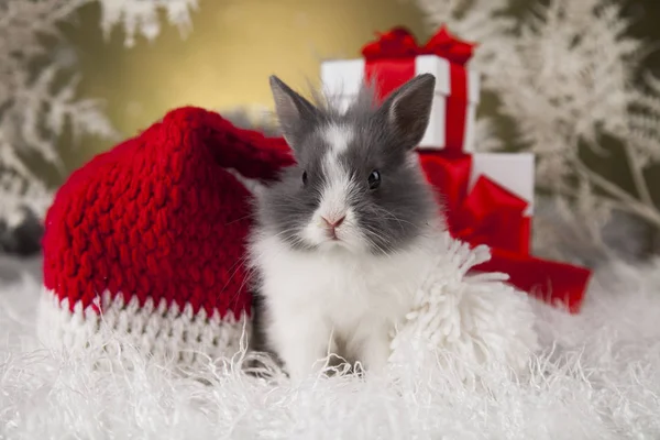 Jul bunny i santa hatt — Stockfoto