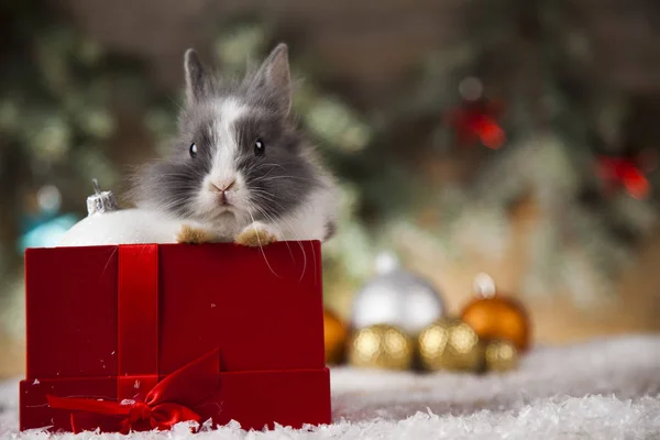 Bunny Wakacje Christmas Santa Hat — Zdjęcie stockowe