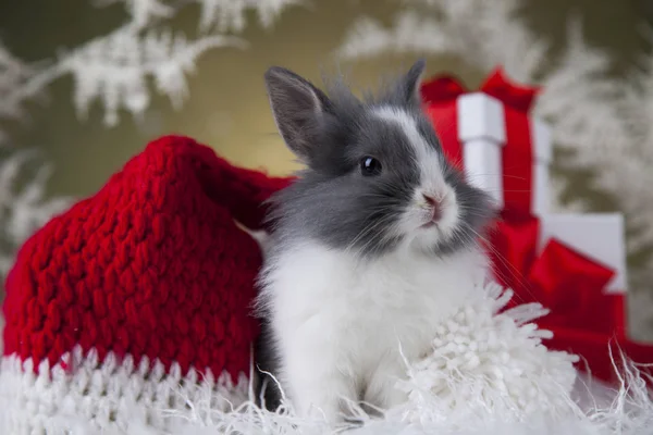 Jul bunny i santa hatt — Stockfoto