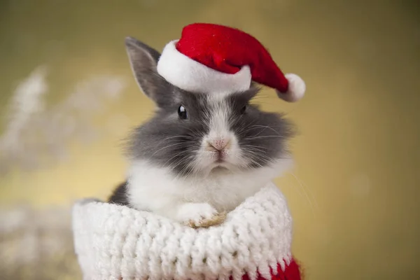 Weihnachtshase mit Weihnachtsmütze — Stockfoto