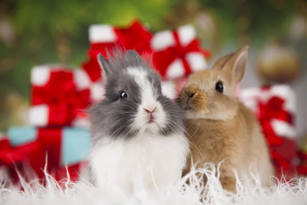 Милий кролик з кроликом — стокове фото