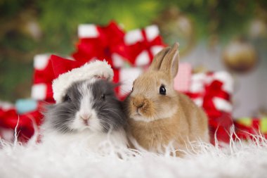 tatlı Bunny tavşan ile