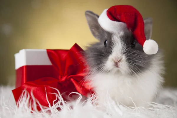 有趣的兔子和圣诞节背景 — 图库照片