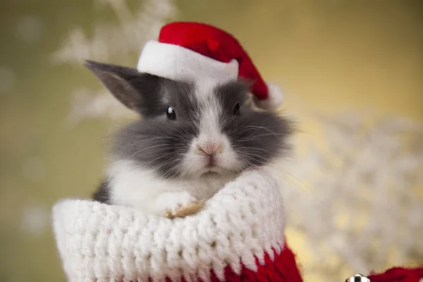 Lustige Hasen und Weihnachten Hintergrund — Stockfoto