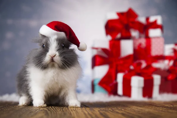 Coelhinho de Natal em chapéu de santa — Fotografia de Stock