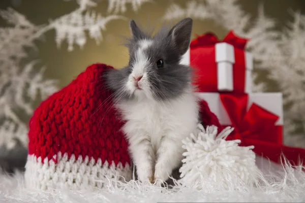 Coelhinho de Natal em chapéu de santa — Fotografia de Stock