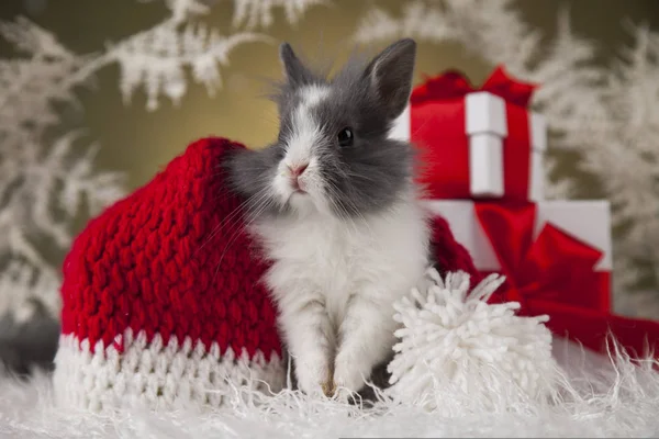 Lapin de Noël en chapeau de Père Noël — Photo