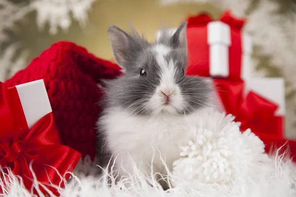 Coelhinho de Natal em chapéu de santa — Fotografia de Stock