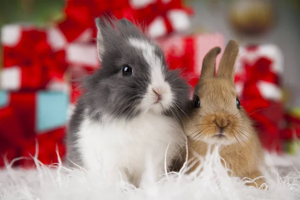 Schattige Bunny met konijn — Stockfoto