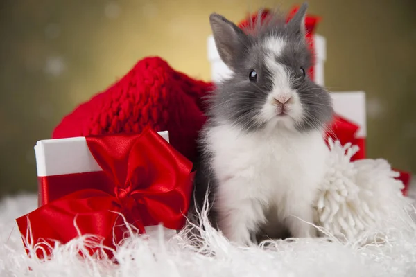 Semester jul kanin i Santa hatt — Stockfoto