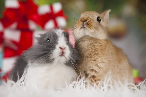 Cute Bunny with Rabbit — Stock Photo, Image