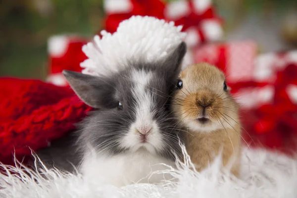 Niedliches Häschen mit Kaninchen — Stockfoto