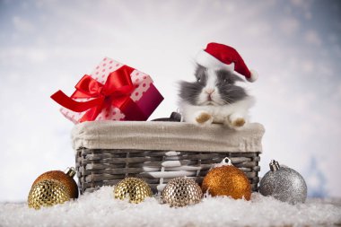 Tatil Noel tavşanına da Noel Baba şapkası 