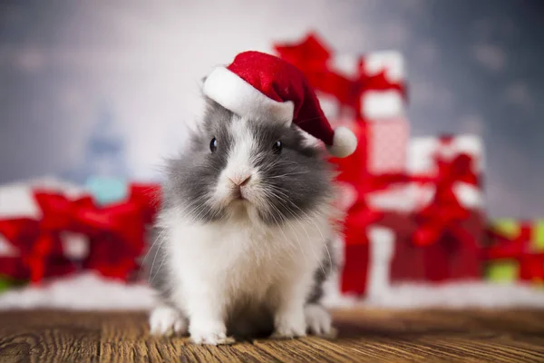 Feriado coelhinho de Natal em chapéu de Santa — Fotografia de Stock