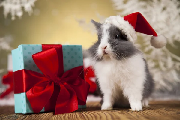 Funny bunny och jul bakgrund — Stockfoto