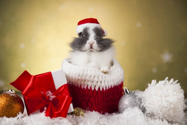 Vánoční zajíček v santa hat — Stock fotografie