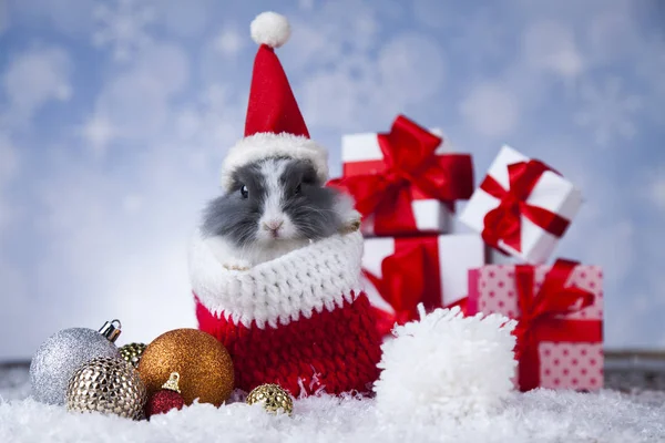 Vicces nyuszi és a karácsony háttere — Stock Fotó