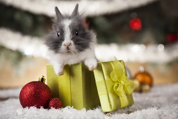 Funny bunny och jul bakgrund — Stockfoto