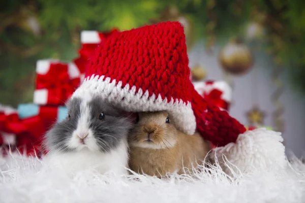 Niedliches Häschen mit Kaninchen — Stockfoto