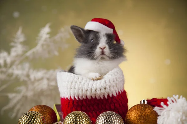 Coelhinho de Natal em chapéu de santa — Fotografia de Stock