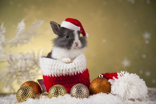 Feriado coelhinho de Natal em chapéu de Santa — Fotografia de Stock